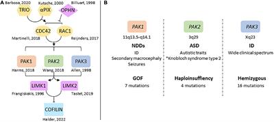 The molecular basis of p21-activated kinase-associated neurodevelopmental disorders: From genotype to phenotype